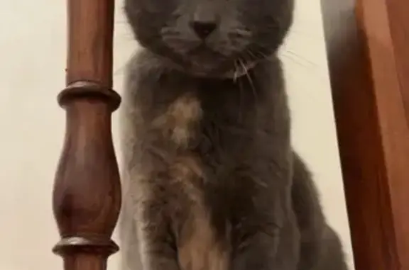 Chat Écaille perdue, 3 ans, rue Jean Macé - photo