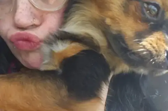 Lost Dog Near West Water Tower Rd