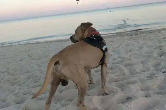 Lost pets Port Adelaide Enfield, photo: Lost Tan Male Dog: Friendly & Trusting