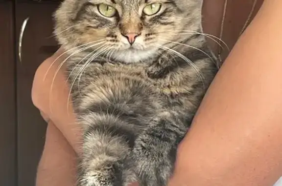 Зник кіт у Хмельницькому: допоможіть знайти!