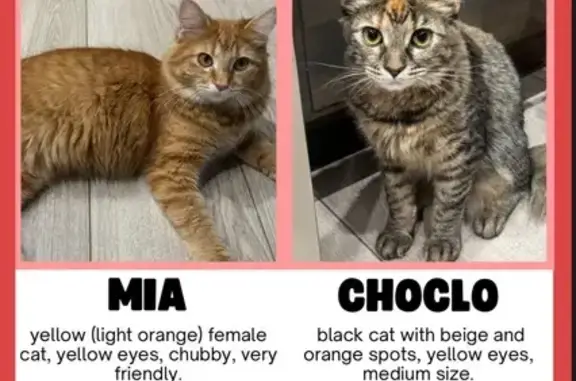 Lost pets Eagle Mountain, photo: Help Find Mía & Choclo: $200 Reward!