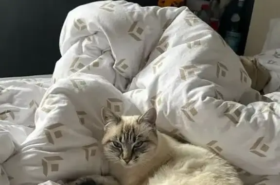 Animaux perdus Villers-le-Lac, photo: Chatte Perle perdue à Villers-le-Lac