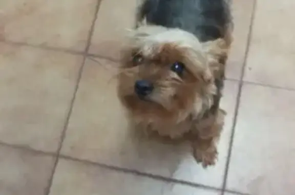 ¡Ayuda! Perrita de 10 años perdida en Cataluña