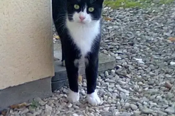Chat perdu à Rosières-près-Troyes - photo