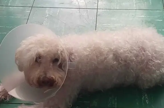 Perro Perdido: Chogüi, Blanco y Dócil