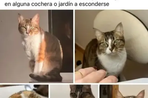 Se Busca: Gata Pequeña y Asustadiza