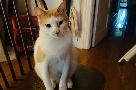 Lost: Friendly Orange & White Cat, Ditmas