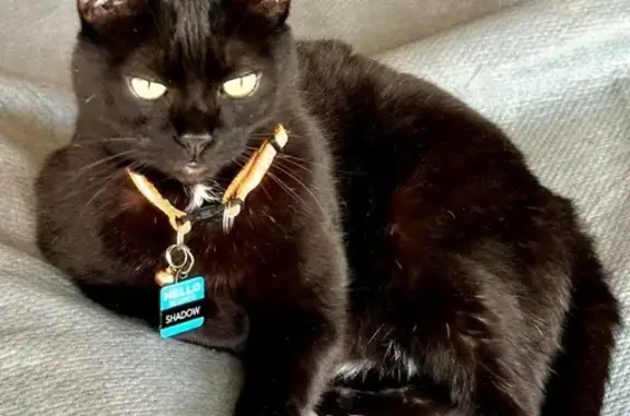 Lost Black Cat: Pearsall Area, TX