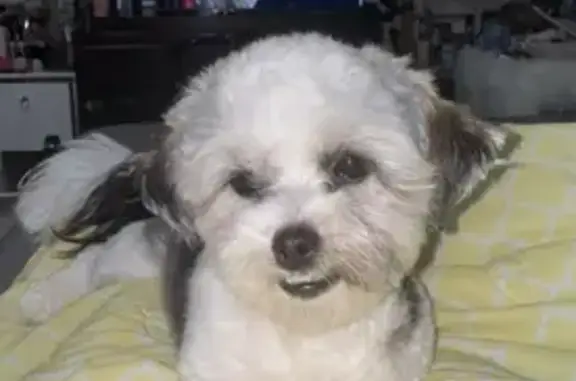 Lost Shih Tzu: Black & White in Houston