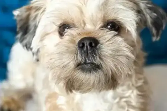 Lost and found pets Brighton, photo: Lost Dog: Light Brown, Black-Eared - Brighton