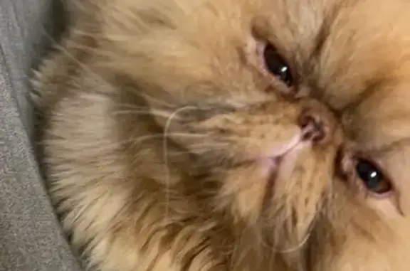 Lost Golden Cat: Garfield in Toronto