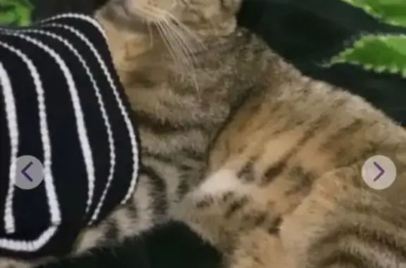 Lost pets Balcones Heights, photo: Lost: Tiny Tabby Minnie in Balcones Heights