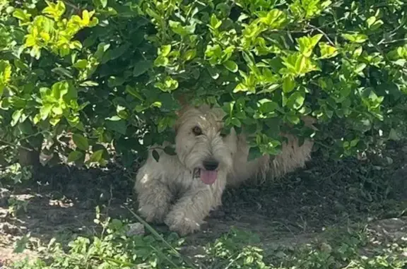 Lost and found pets Donna, photo: Lost Beige Dog on Emilio Luna Drive
