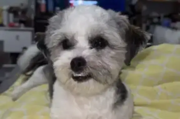 Lost Shih Tzu: Black & White in Houston