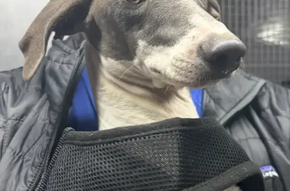 Skittish Rescue Dog Lost in Rogers