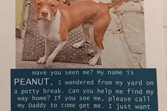 Lost Dog: Brown & White on Elliott Rd 545