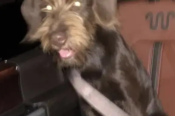 Lost Brown Lab/Pinter - Hulbert, 14748