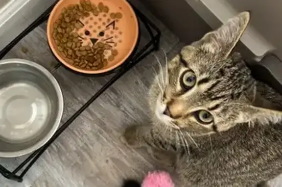 Lost and found pets Bartlett, photo: Lost: Light Brown Tabby Cat in Bartlett