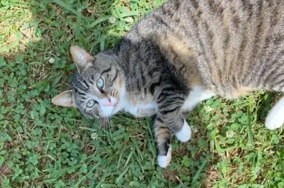Lost Tabby Cat: Friendly, Pink Nose