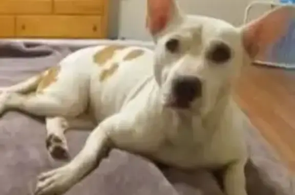 Missing: Friendly Pitbull Daisy in Gurdon