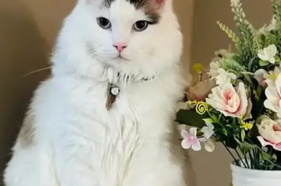 Lost pets , photo: Help Find Kulfi: Missing Ragdoll Cat