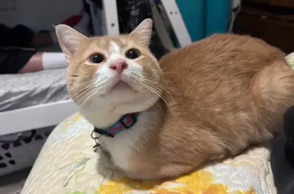 Lost Skittish Cat: Charles St, Perth Amboy