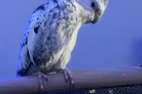 Lost and found pets Lakewood, photo: Lost Grey & White Bird in Lakewood