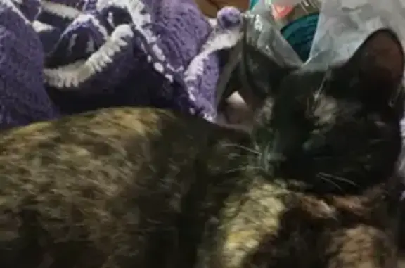 Lost Torti Cat: Tan & Black in Columbus
