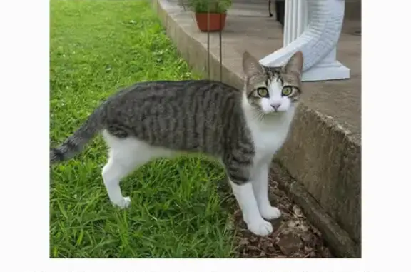 Lost Cat: Sweet, 3-Legged in Lynnview