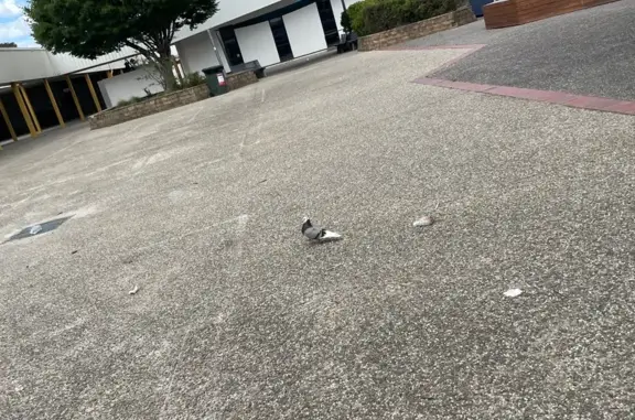 Friendly Bird with Green Tag F...