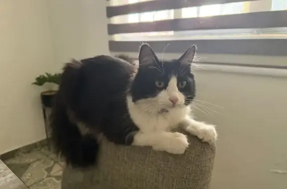 Gato Blanco y Negro Perdido en Zacatecas