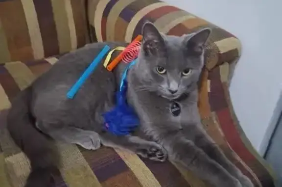 Lost Grey Cat: Skittish but Loving