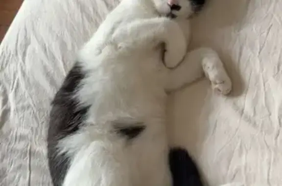 Paco