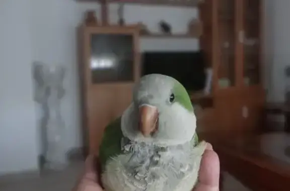 Búsqueda de mascotas, foto: Ave Perdida: Recompensa por Su Retorno