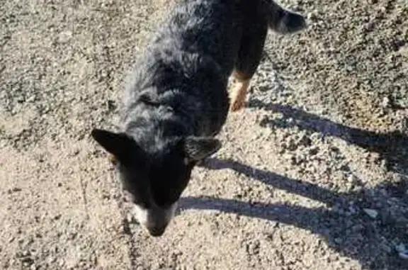A little shy, a bit Skinner than before, did have a collar. Black, tan, grey on the muzzle.