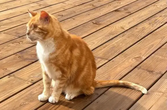 Chat perdu, Lormes, photo: Chat roux borgne perdu à Lormes