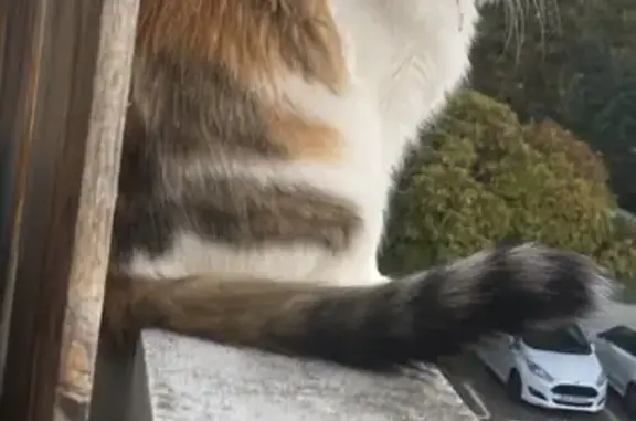 Animaux perdus Toulouse, photo: Chatte perdue Cerise, pucée, collier pastel