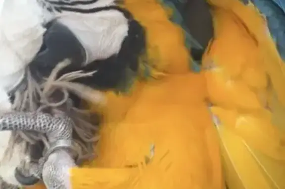 Lost Parrot: Loud, Friendly, Long-Tailed