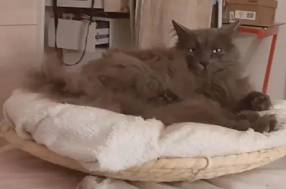 Animaux perdus , photo: Chat perdu, sociable et calme à Sainte-Nathalène