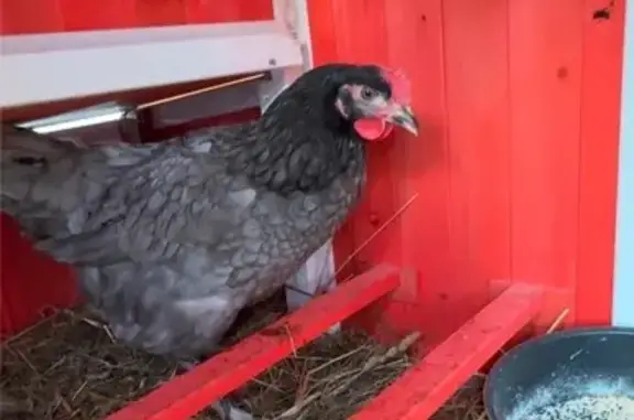 Animaux perdus Naves, photo: Aide recherchée pour poule Sussex perdue