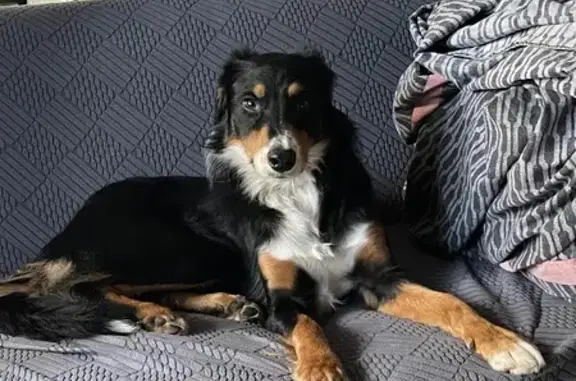 Chien noir et blanc perdu à Peymeinade - photo
