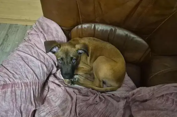 Chiot perdu à Bayas, répond à Simba - photo