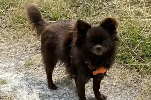 Chihuahua chocolat perdu à Civray-de-Touraine - photo