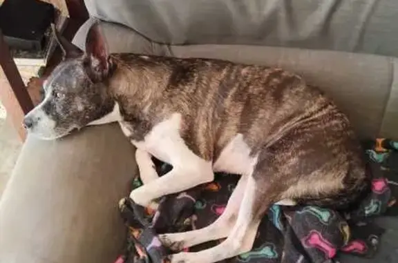 Lost Boston Terrier on Nieuwe...