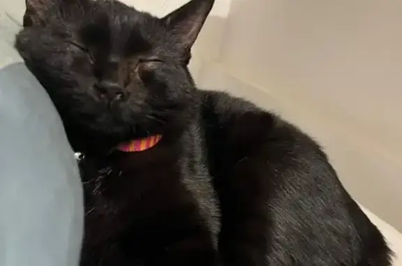 Gatos perdidos, , foto: Gata de 7 meses perdida en Illes Balears