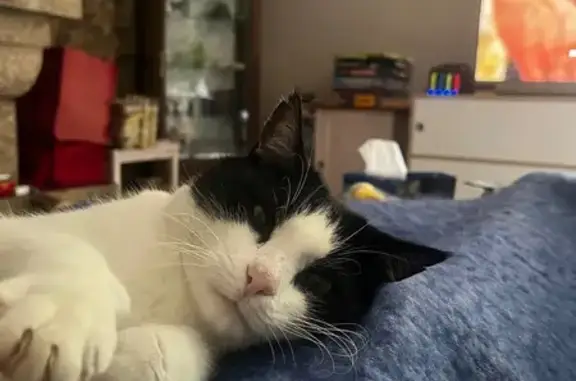 Chat perdu : mâle noir et blanc, collier gris - photo