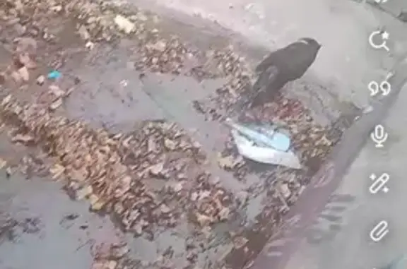 Animaux trouvés , photo: Labradors trouvés près gare Clermont-l'Hérault