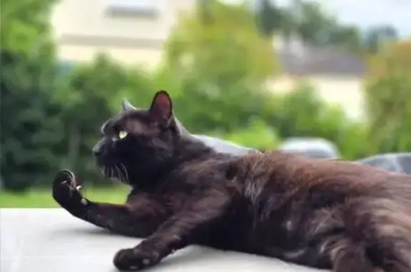 Chat noir blessé perdu à Veigné - photo