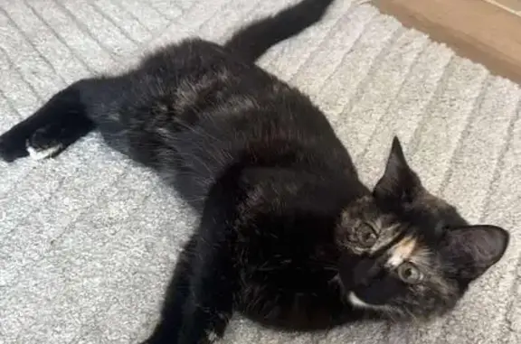Chatte écaille perdue, 1 an, Le Vigen - photo