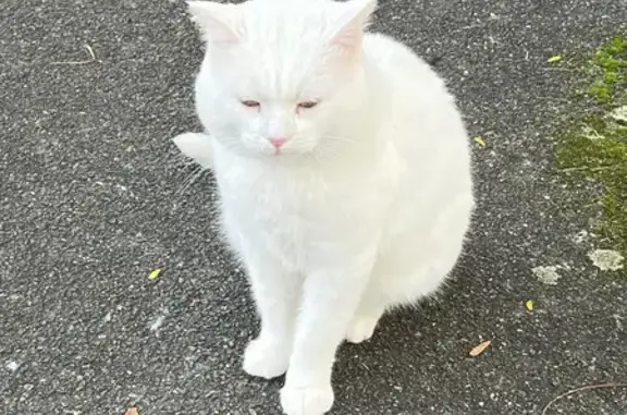 Chat trouvé : mâle castré affectueux - photo